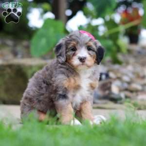 Margarita, Mini Bernedoodle Puppy